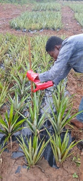 path-intraafrica.org (15)